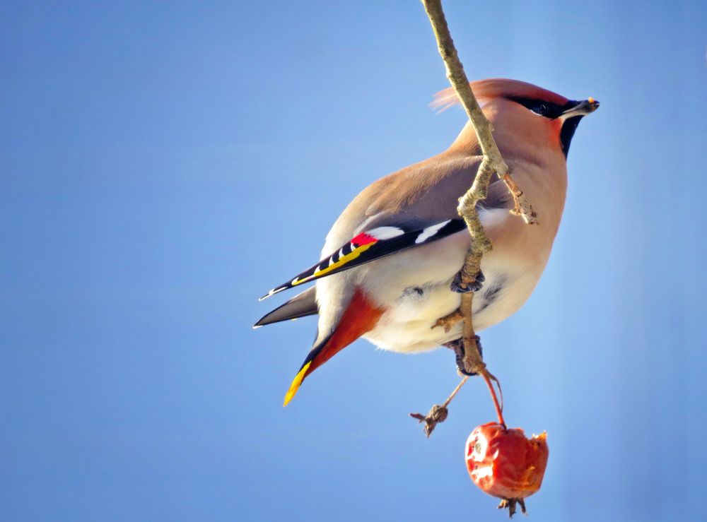 Свиристелье утро