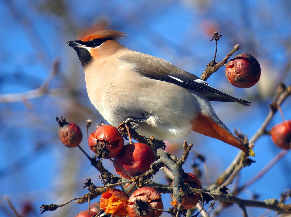 Свиристель в яблоках