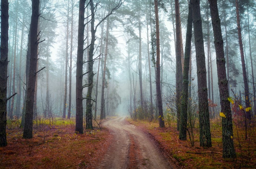 Утро в осеннем лесу.