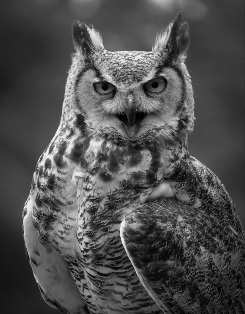 Portrait of Great horned owl