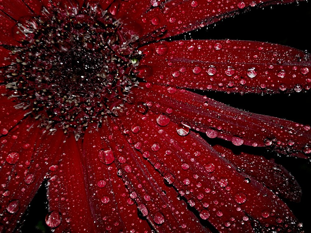 Капли на бархате