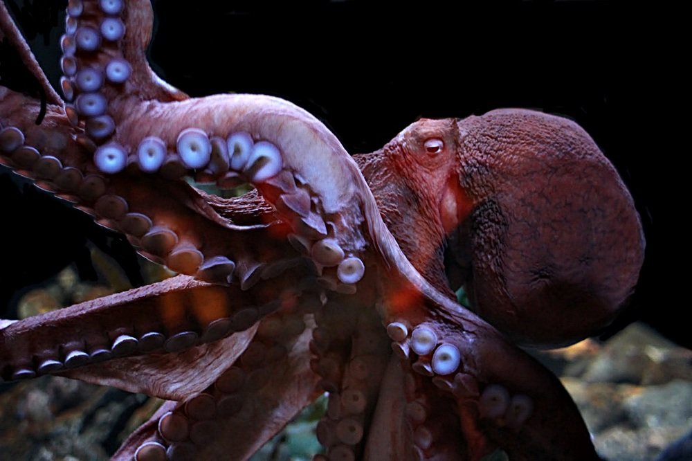 Octopus Photography