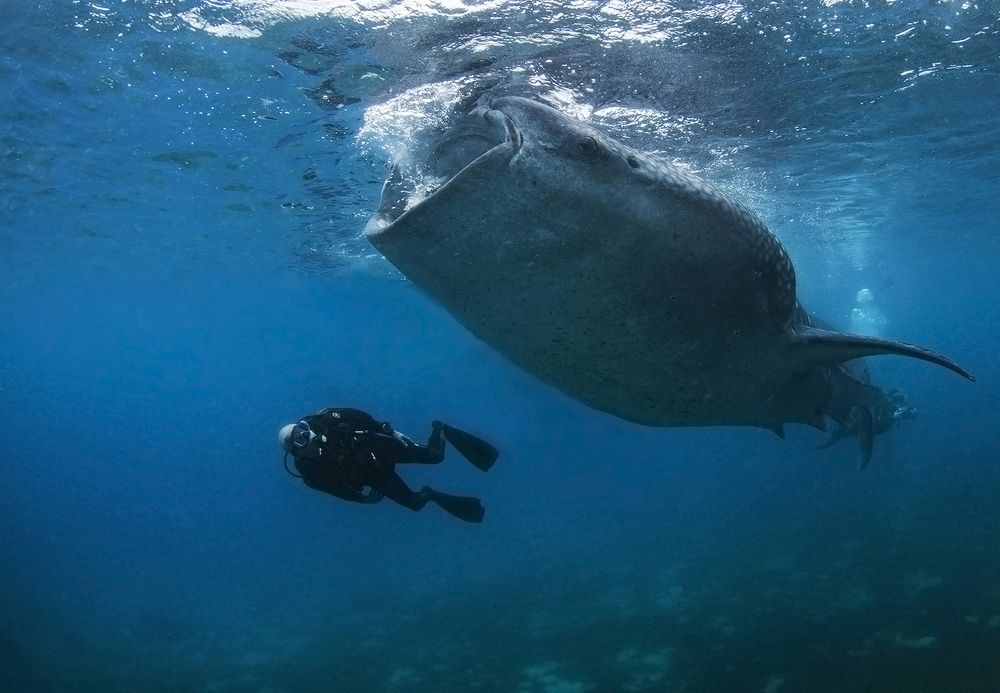 основной инстинкт