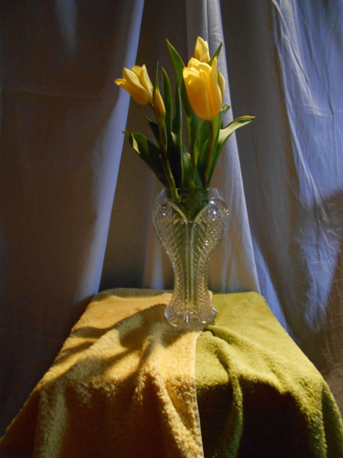 Тюльпаны