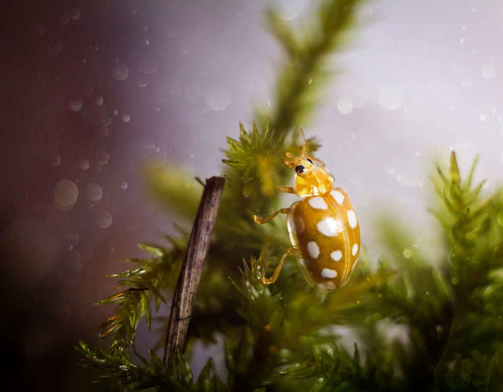 Осенняя букашка