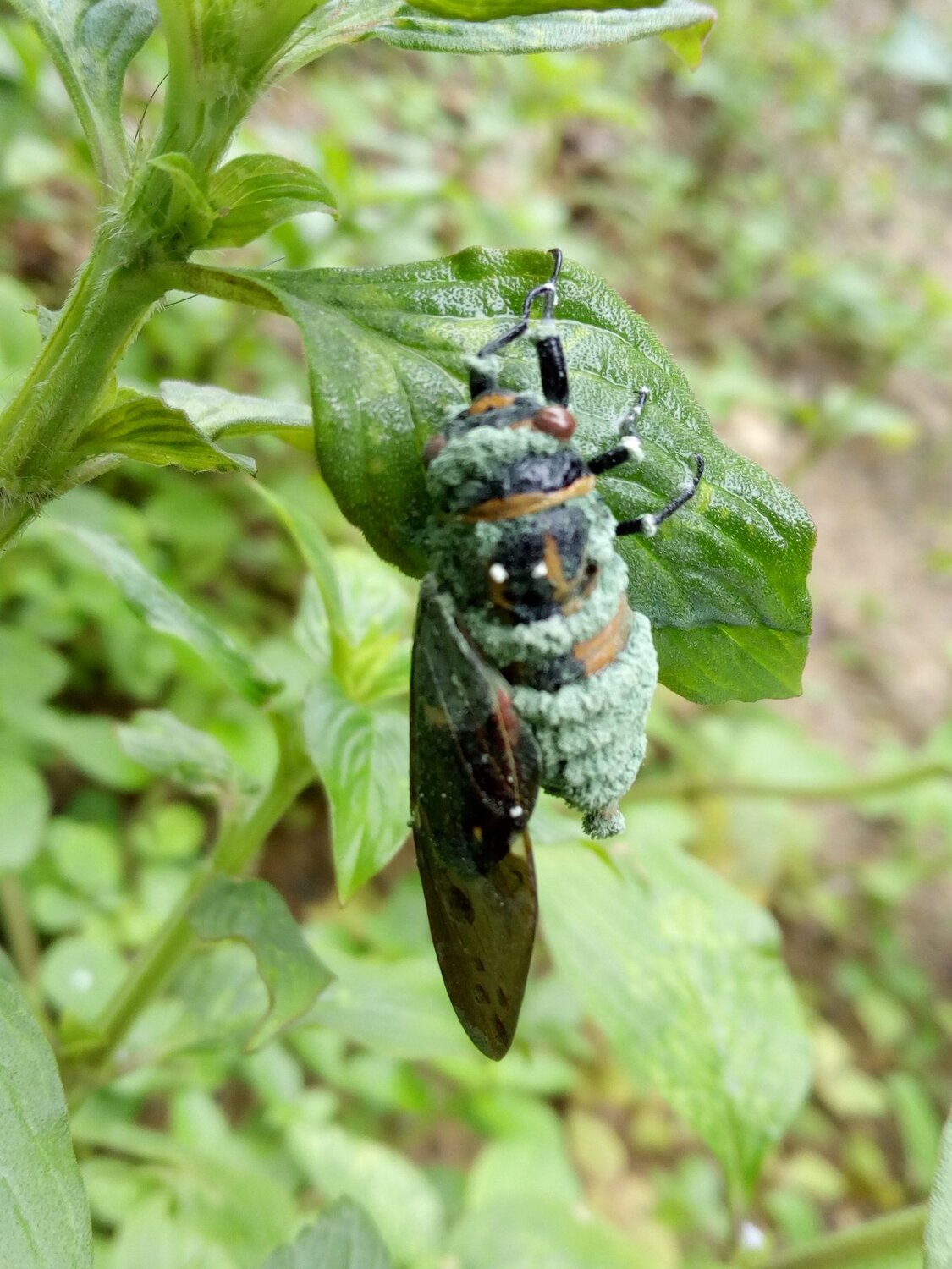 Insect