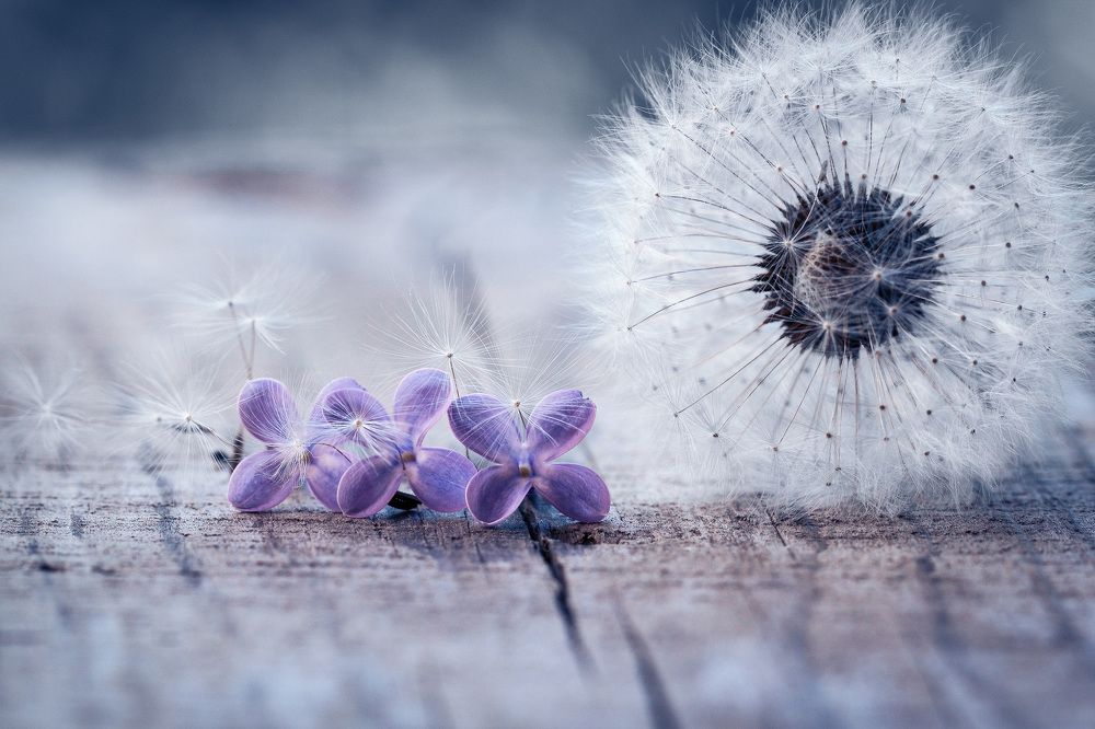 Dandelion and lilac