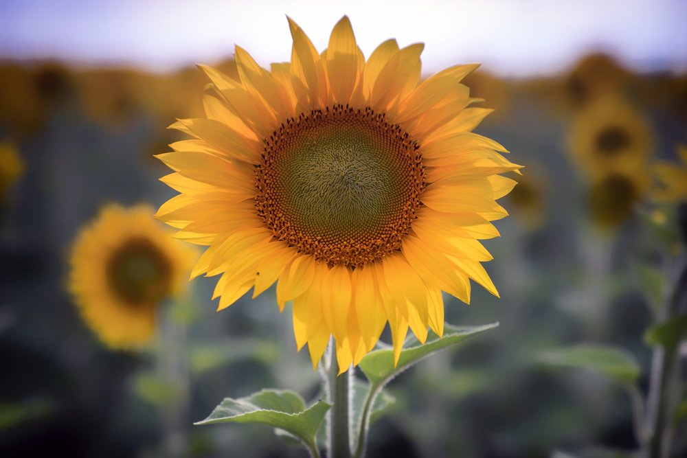 Солнечный цветок