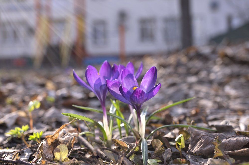 Первые лучики