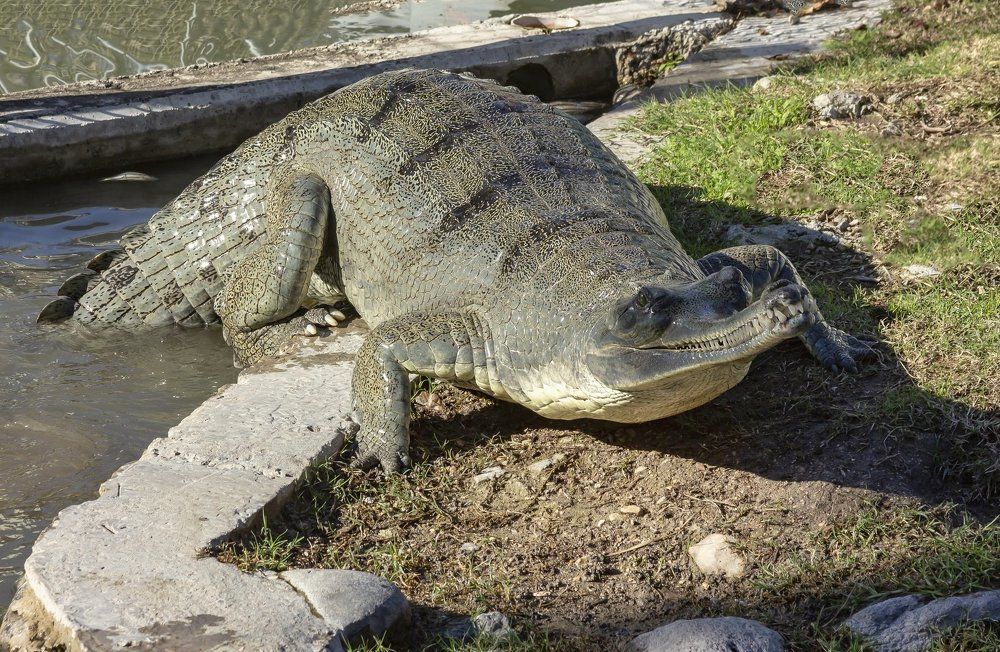 Photograph by Semion Ribinik