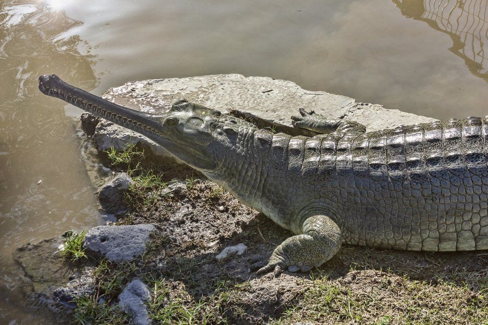 Photograph by Semion Ribinik