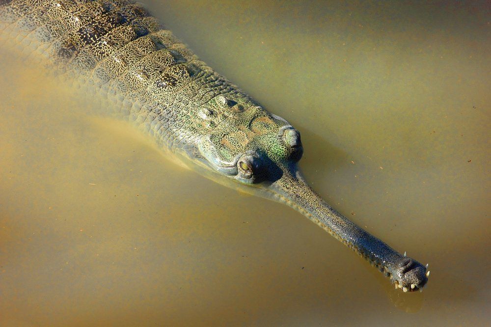 Photograph by Semion Ribinik