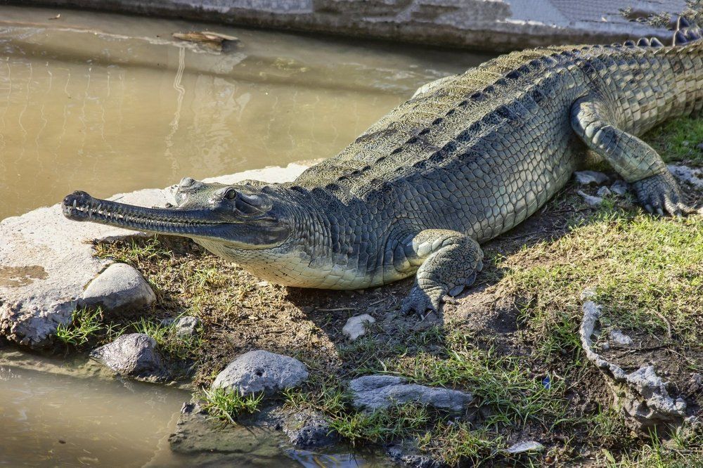 Photograph by Semion Ribinik