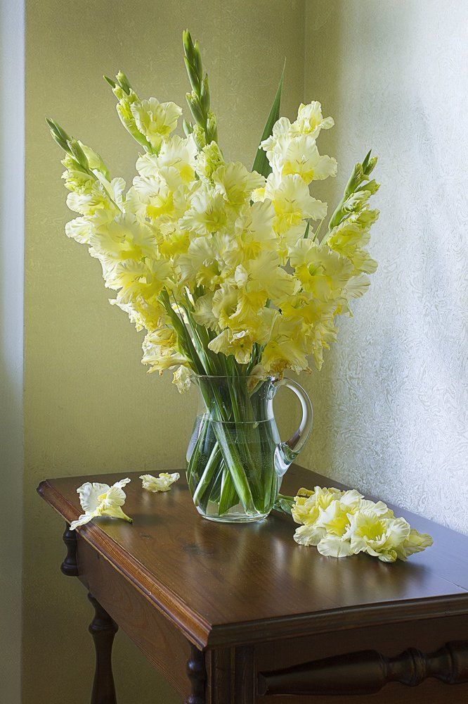 Гладиолусы