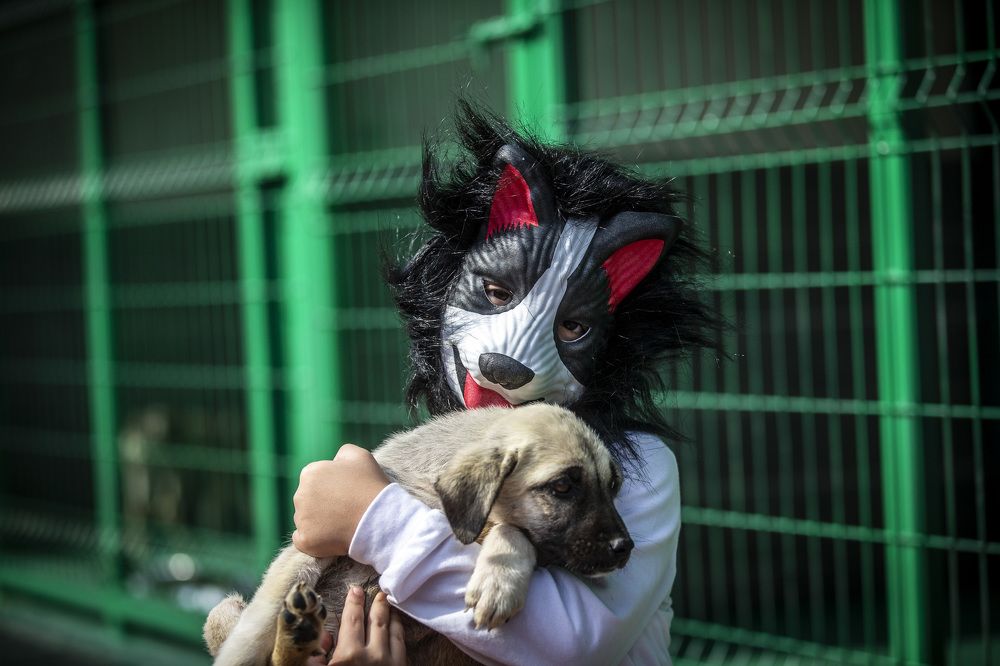 Children met with street animals