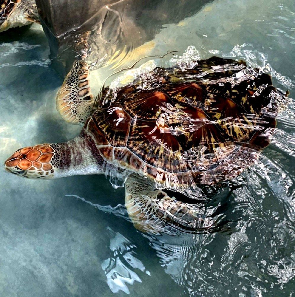 В своей стихии