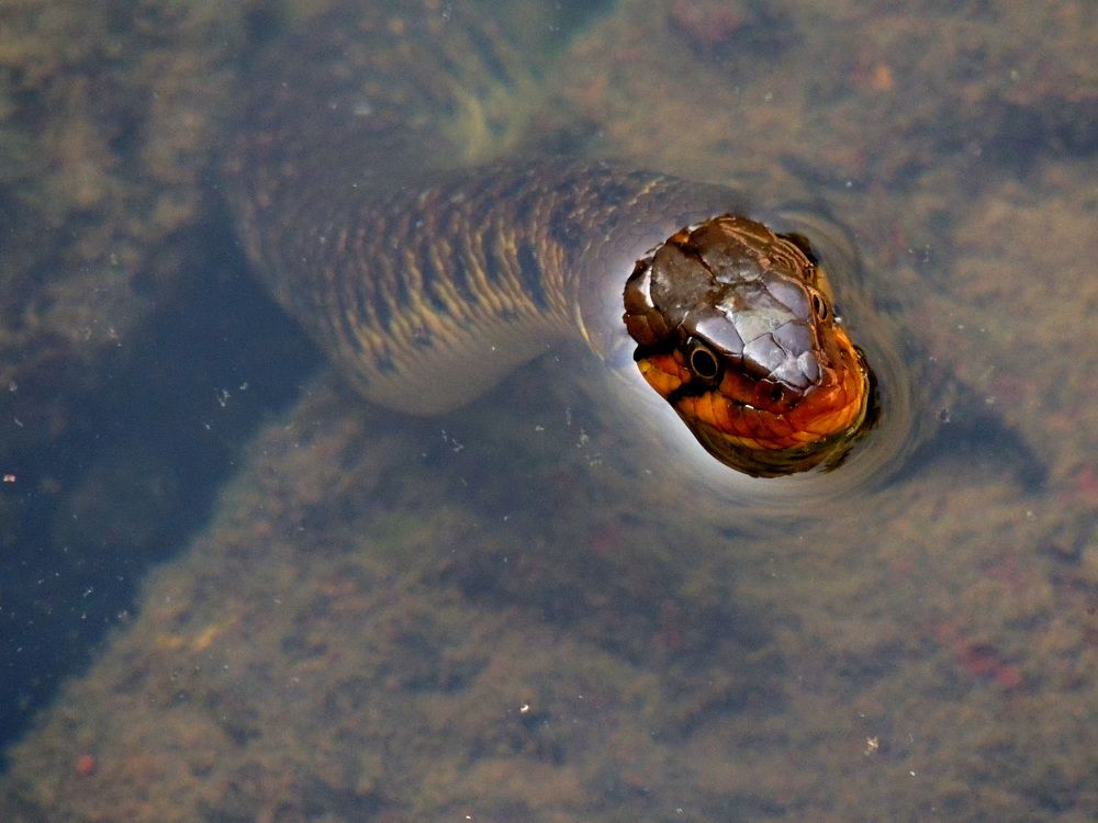 Water Snake
