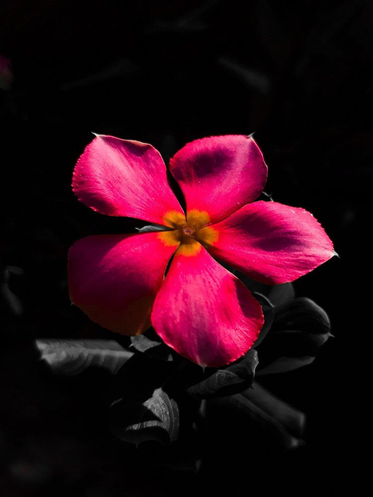 Madagascar Periwinkle
