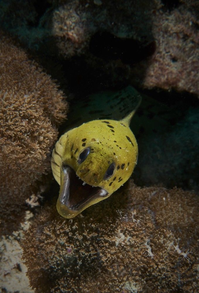 Охраняя дом