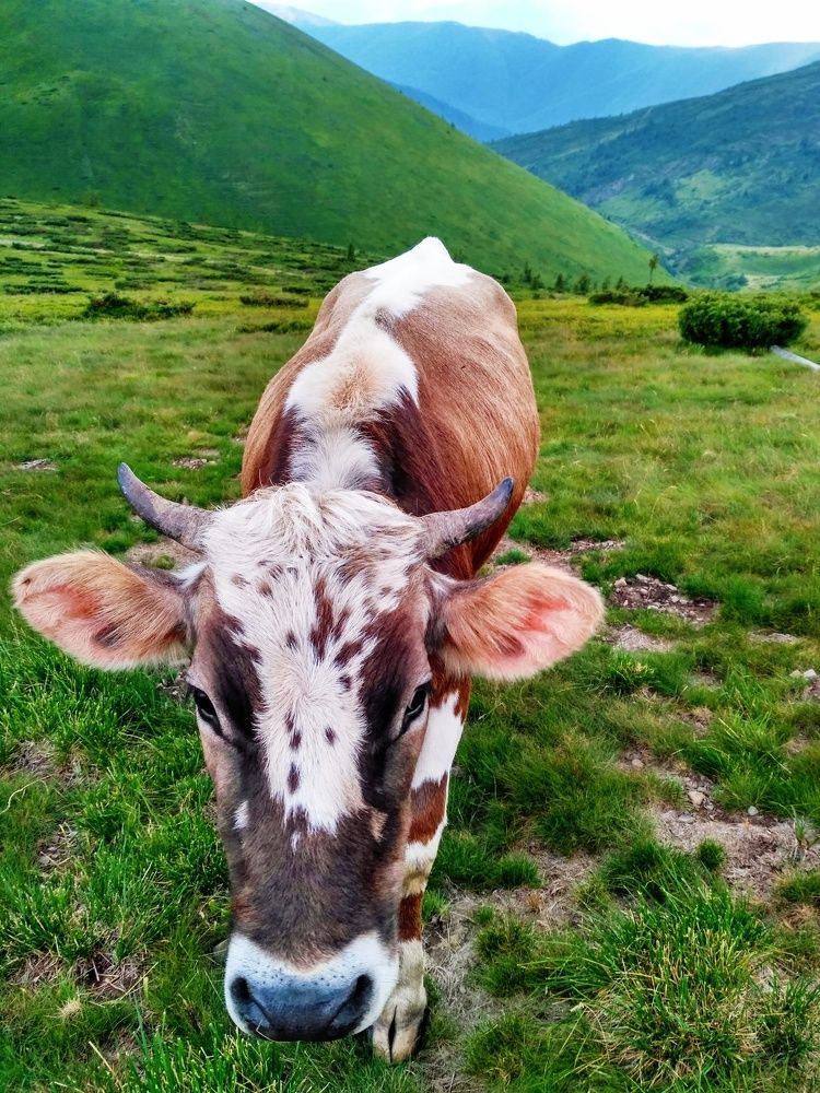 Альпийская корова