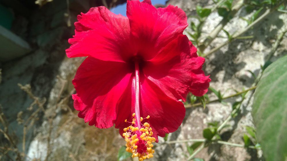 hibiscus