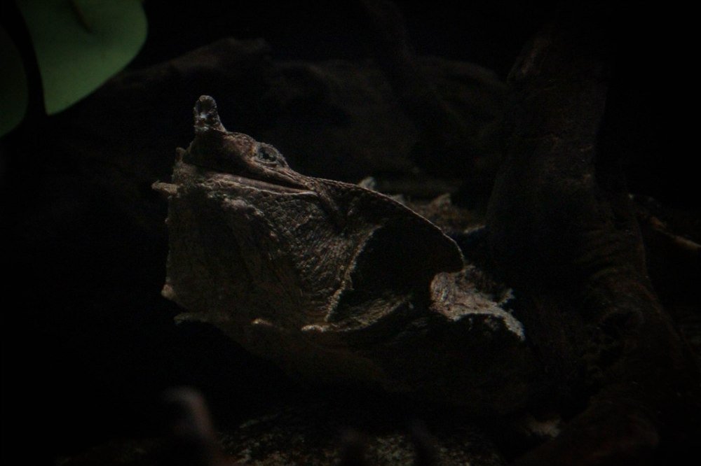 Маскировка