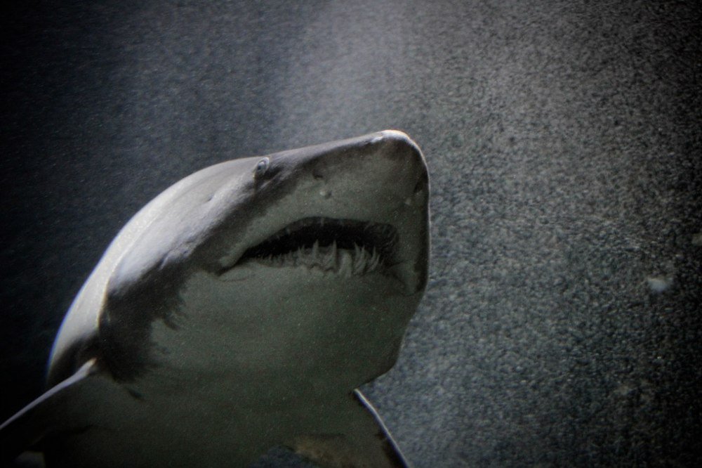 Опасный хищник