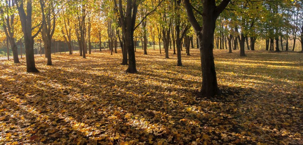 Autumn shadows in the park