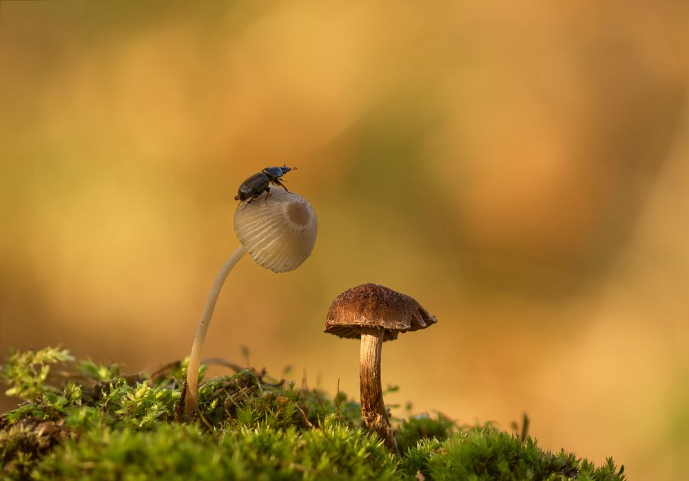 Третий лишний