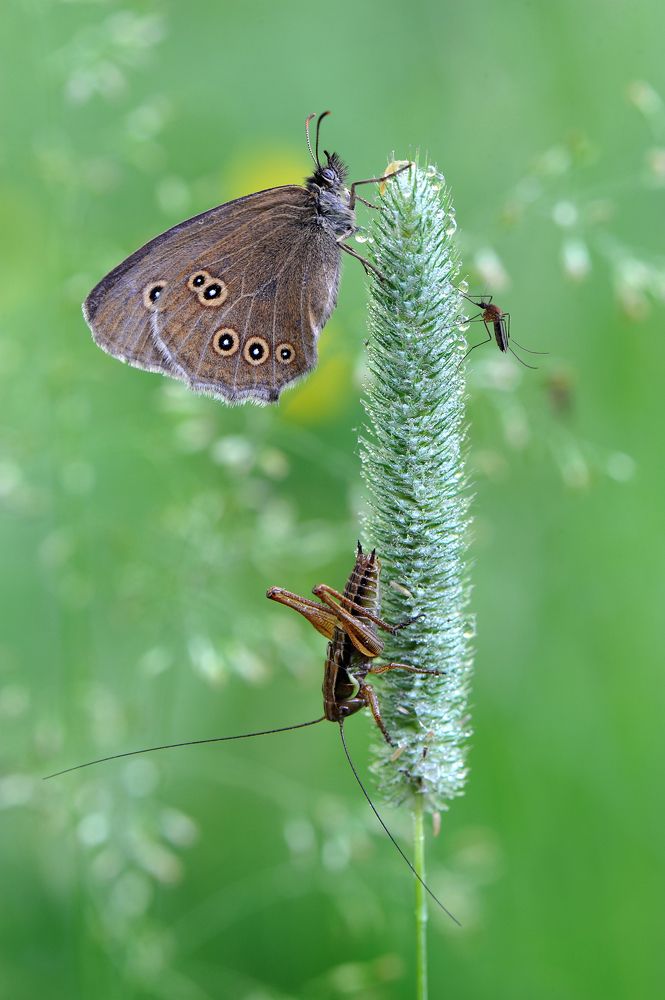 Развод и девичья фамилия.