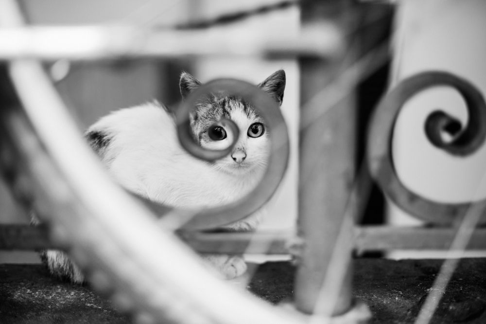 Кошка Фибоначчи