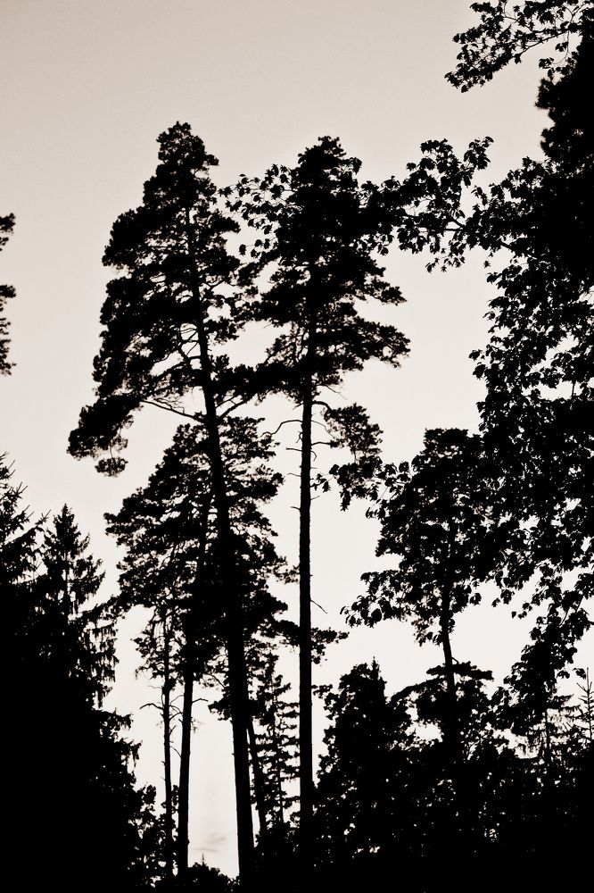 Беловежская пуща