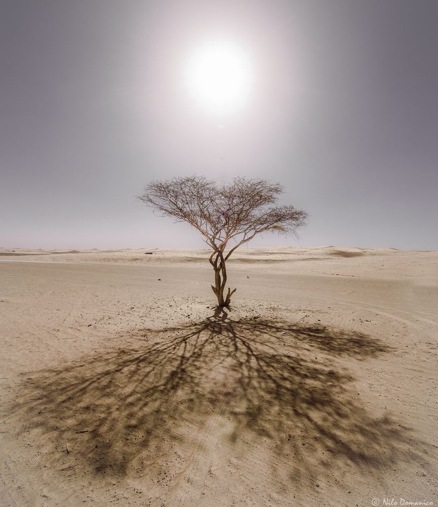 The Lonely Tree