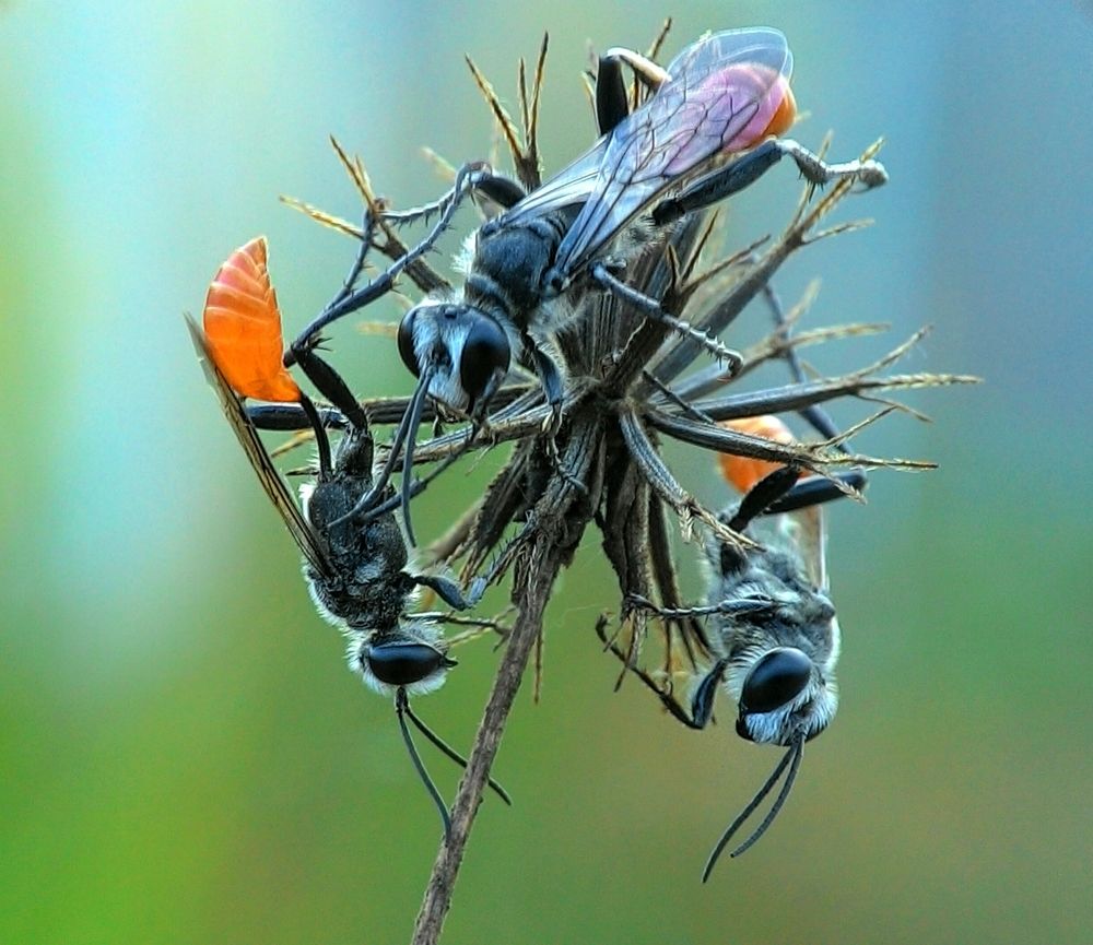 Thread Waisted Wasp