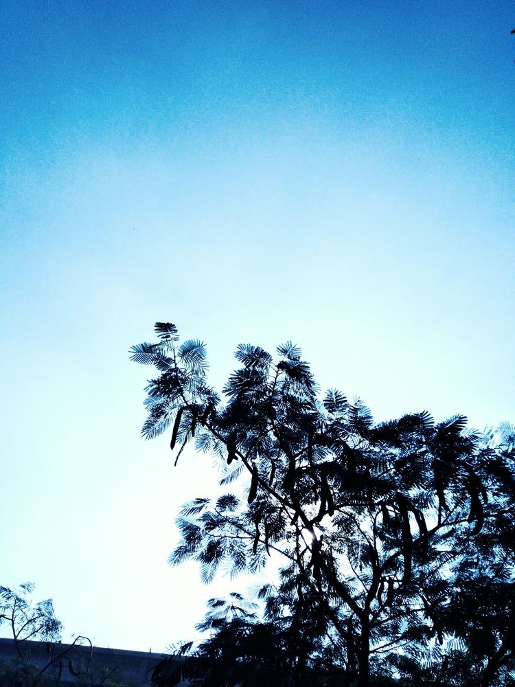 Trees