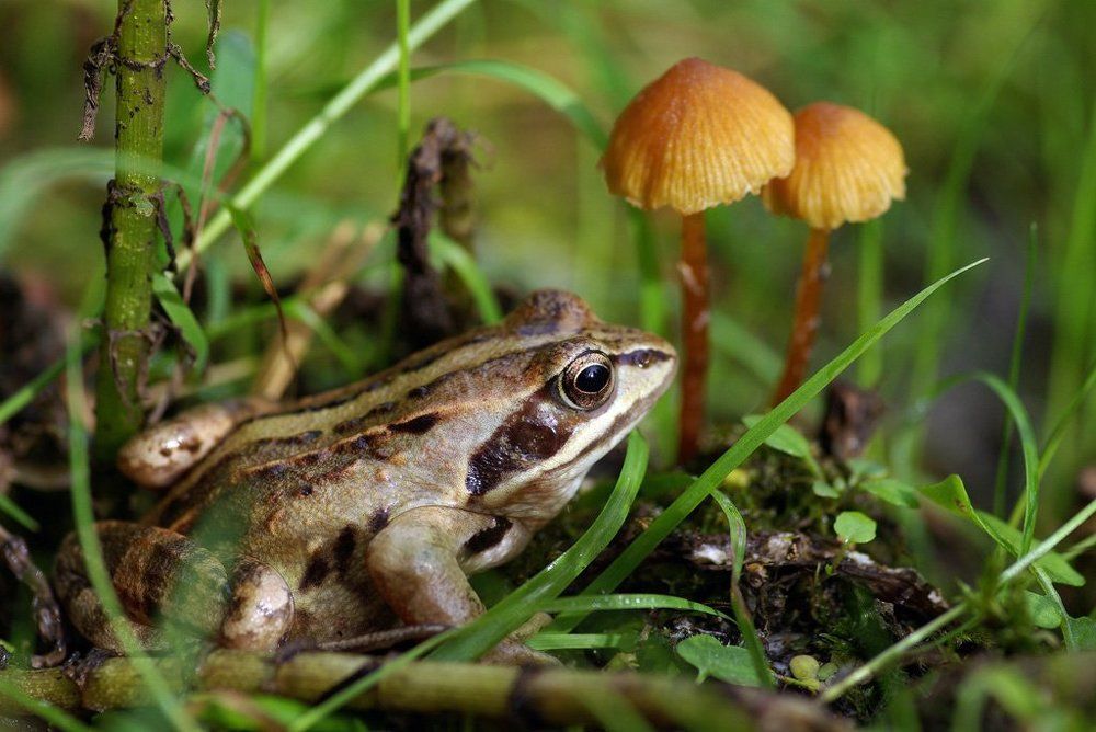 Отдых у небольшого болотца.