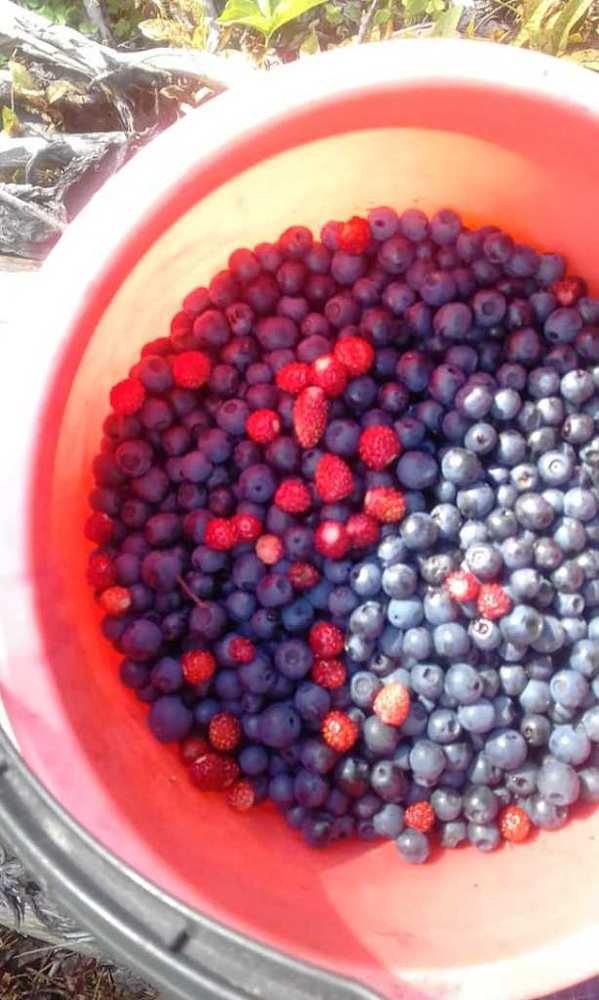 Ведро для здоровья