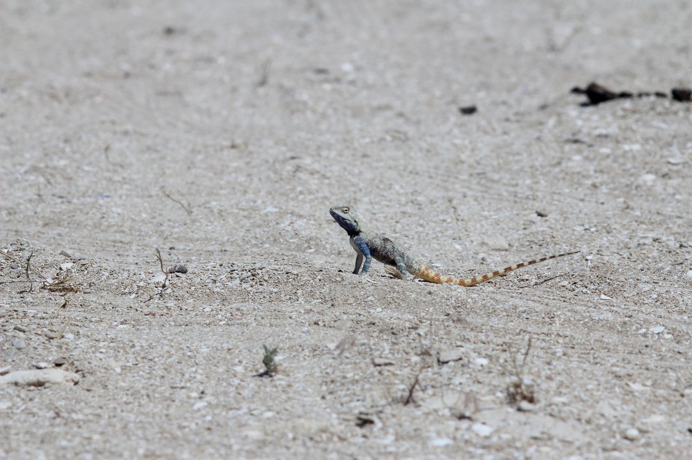 Степной друг