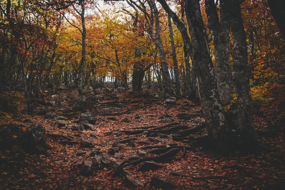 Осенний склон Ай-Петри