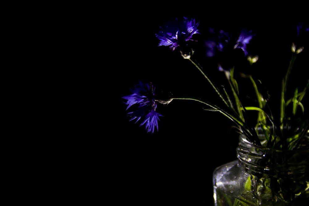 Cornflowers