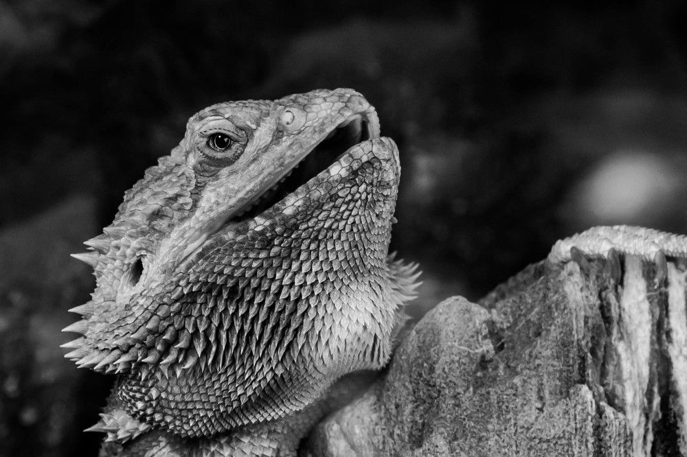 Греющаяся на камне рептилия.