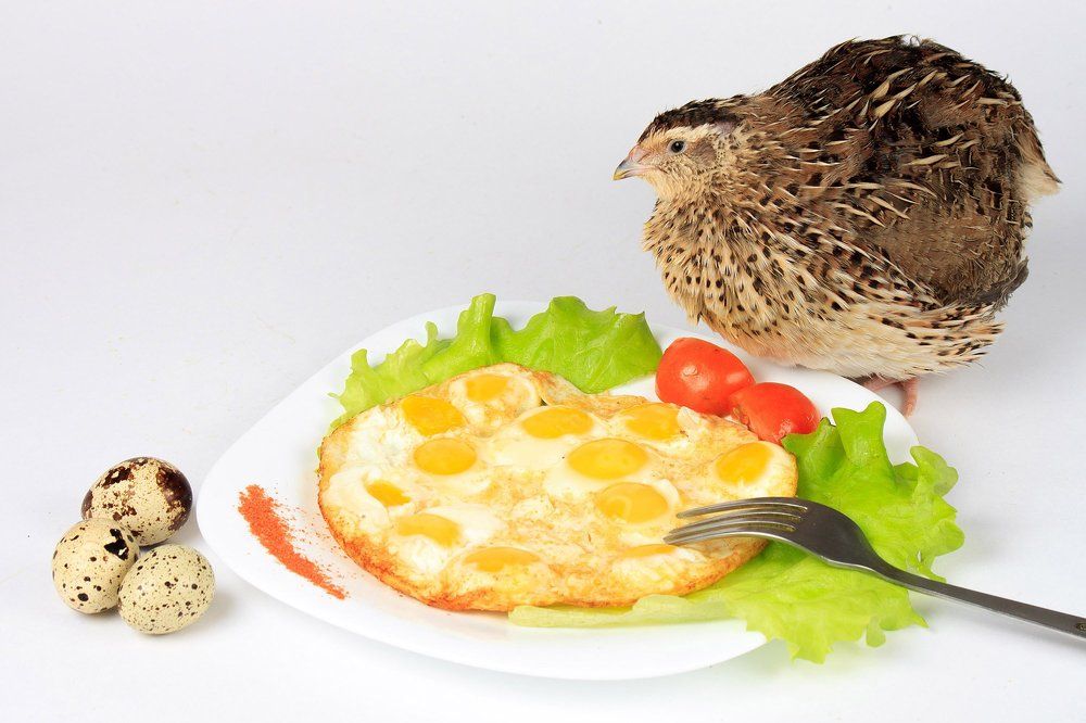 Яичница из пепепелинных яиц