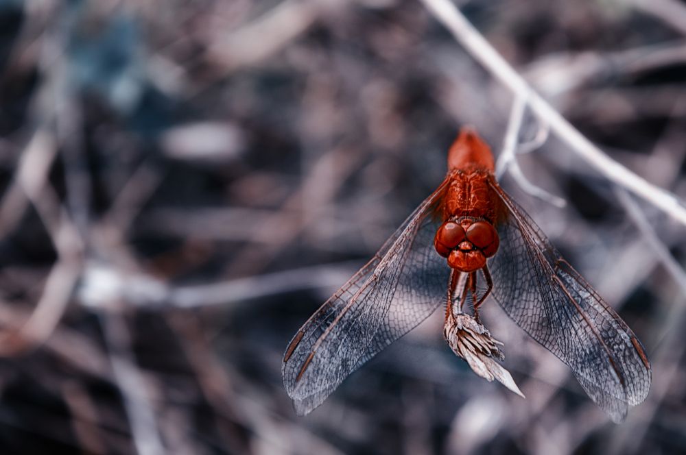 Red Dragonfly