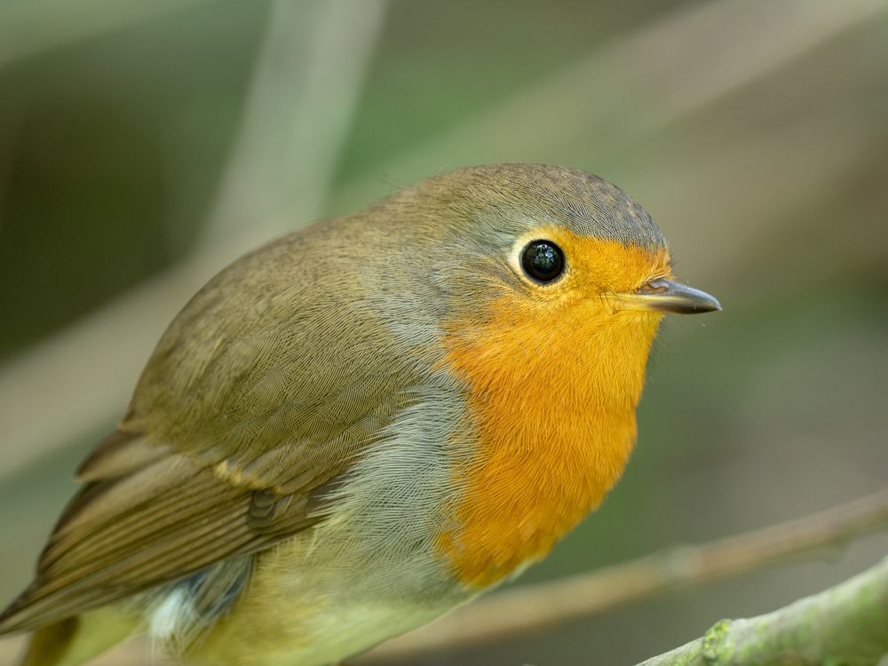 Зарянка (Erithacus rubecula)
