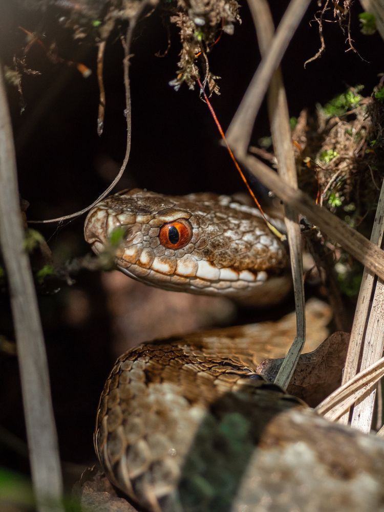 Гадюка обыкновенная