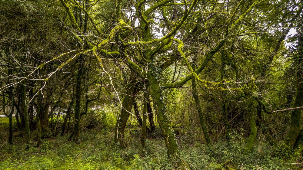 Сказочный лес.