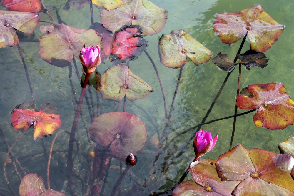 Photograph by Irina Radzinskaya