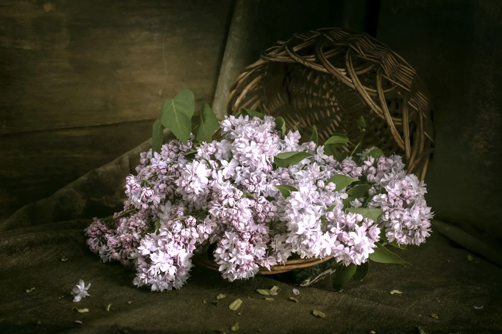 Забытая сирень