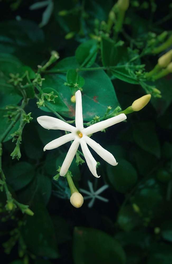 Jasminum fluminense