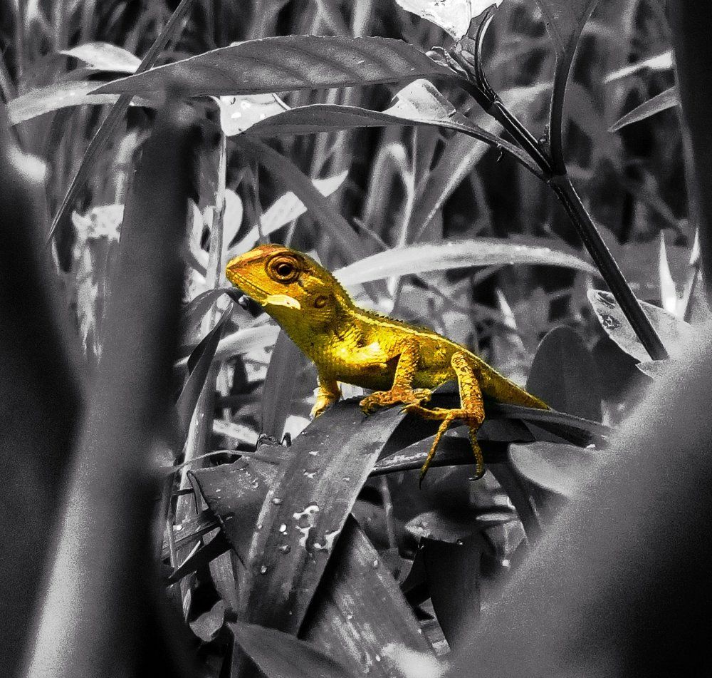 Reptile on hunt